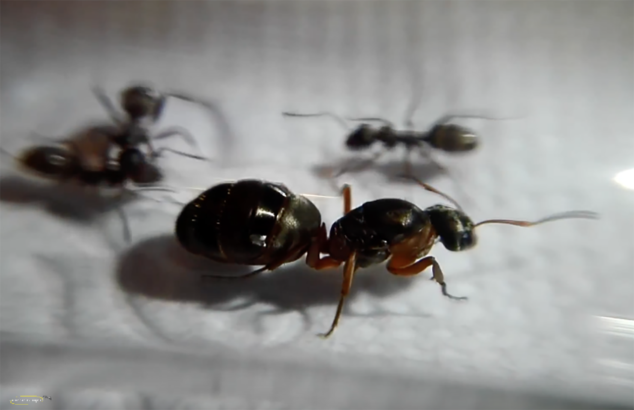 Formica cunicularia - AntWiki